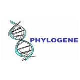 phylogene